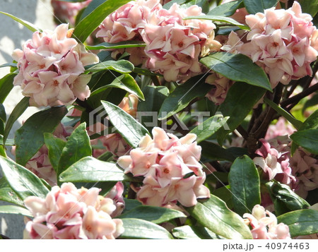 沈丁花は香り高い花を咲かせる春の樹木で 夏の梔子 秋の金木犀を合わせ三大香木と称される の写真素材