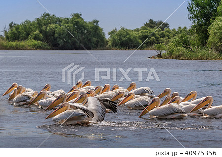 white pelicans in Danube Delta, Romania white pelicans in Danube Delta, Romania 40975356