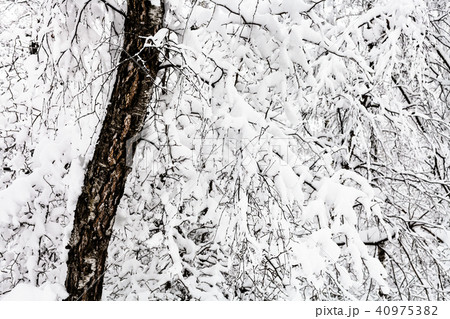snow-covered old birch tree in snowy forest snow-covered old birch tree in snowy forest 40975382