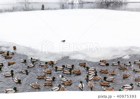 ducks and drakes swimming in lake in winter ducks and drakes swimming in lake in winter 40975393
