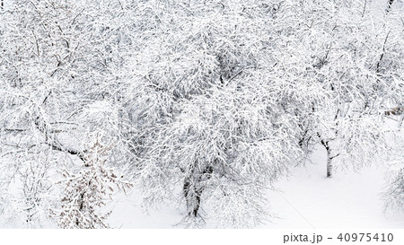 panoramic view of snowy apple trees in orchard panoramic view of snowy apple trees in orchard 40975410