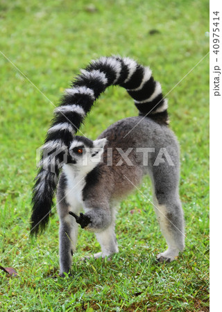 ワオキツネザル 40975414