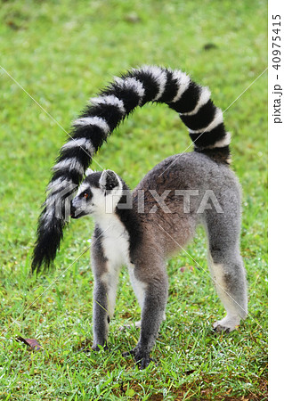 ワオキツネザル 40975415