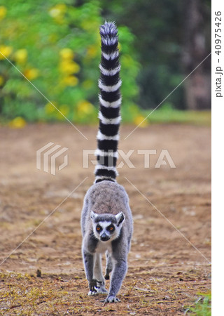 ワオキツネザル 40975426