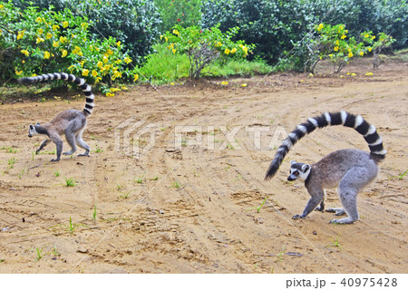 ワオキツネザル ワオキツネザル 40975428