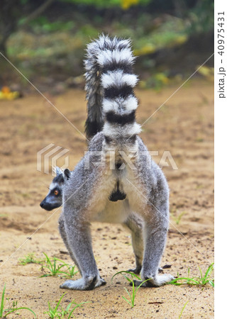 ワオキツネザル 40975431