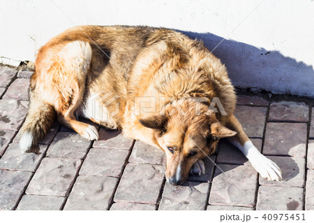 homeless red dog lies on pavement 40975451