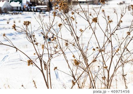 dried thistle at bank of frozen river in Suzdal dried thistle at bank of frozen river in Suzdal 40975456