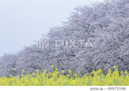 西都原の桜と菜の花 西都原の桜と菜の花 40975596