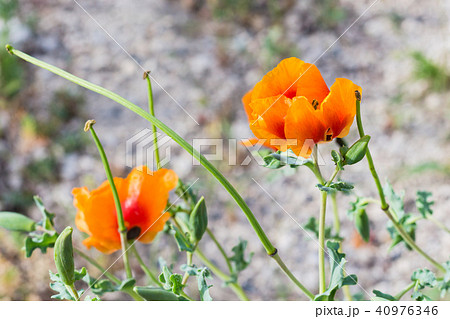 wild orange poppy flower on meadow in Cappadocia 40976346