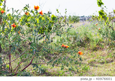 flowering meadow in Cappadocia in spring flowering meadow in Cappadocia in spring 40976601