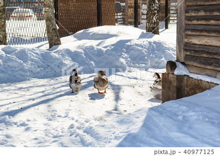 ducks on snow-covered yard in Suzdal town ducks on snow-covered yard in Suzdal town 40977125