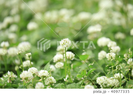 一面のシロツメグサ 40977335