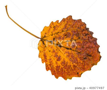 pied yellow fallen leaf of aspen tree isolated pied yellow fallen leaf of aspen tree isolated 40977497