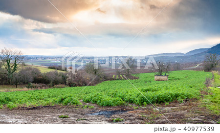 gardens and vineyards in Alsace in winter 40977539