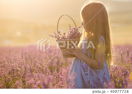 A little girl with a basket in a lavender field 40977728
