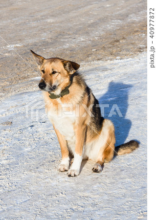 dog sits on pavement in winter 40977872