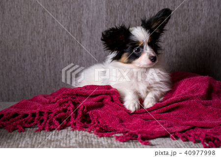 Puppy breed papillon Puppy breed papillon 40977998