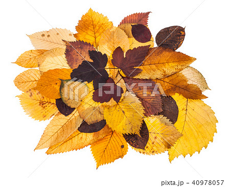 pile of various autumn fallen leaves isolated pile of various autumn fallen leaves isolated 40978057