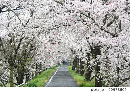岡山県を代表する桜の名所　井原堤 40978605