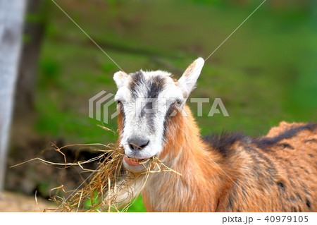 干し草を食べる山羊 40979105