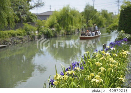 柳川市　風景　川下り　花菖蒲 40979213