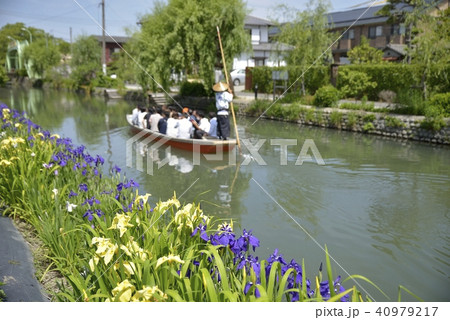 柳川市　風景　川下り　花菖蒲 40979217