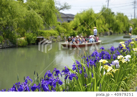 柳川市　風景　川下り　花菖蒲 40979251
