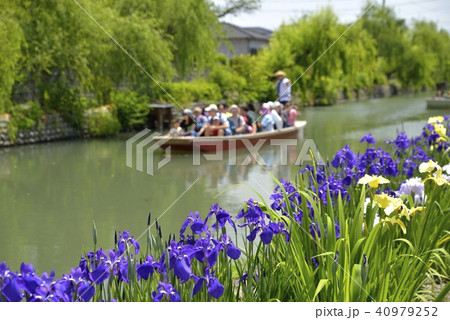 柳川市 風景 川下り 花菖蒲 柳川市 風景 川下り 花菖蒲 40979252