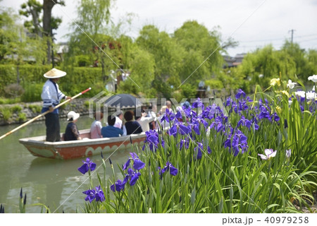 柳川市 風景 川下り 花菖蒲 柳川市 風景 川下り 花菖蒲 40979258