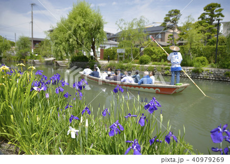 柳川市 風景 川下り 花菖蒲 柳川市 風景 川下り 花菖蒲 40979269