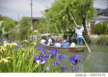 柳川市 風景 川下り 花菖蒲 柳川市 風景 川下り 花菖蒲 40979270