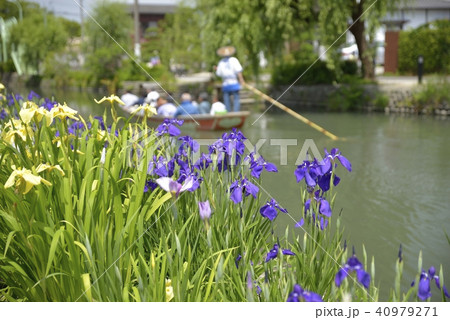 柳川市　風景　川下り　花菖蒲 40979271