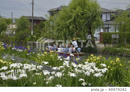 柳川市 風景 川下り 花菖蒲 柳川市 風景 川下り 花菖蒲 40979282