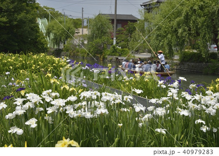 柳川市 風景 川下り 花菖蒲 柳川市 風景 川下り 花菖蒲 40979283