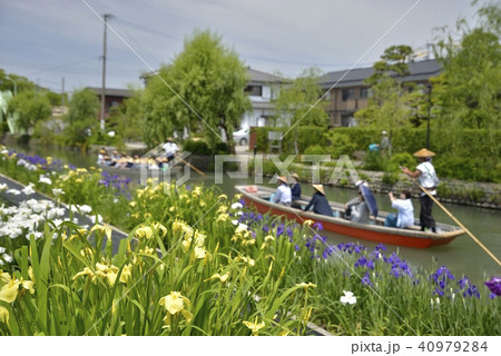 柳川市　風景　川下り　花菖蒲 40979284