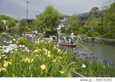 柳川市 風景 川下り 花菖蒲 柳川市 風景 川下り 花菖蒲 40979285
