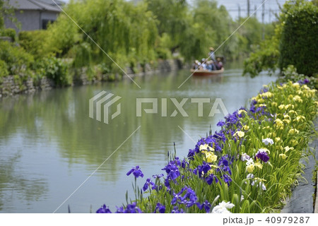 柳川市　風景　川下り　花菖蒲 40979287