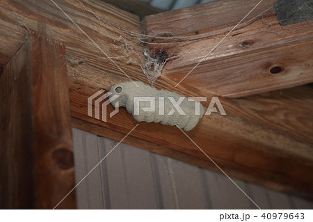 泥蜂の巣 40979643