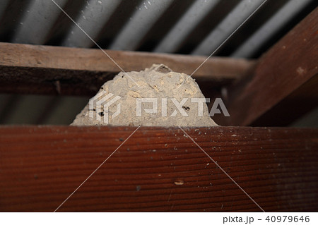 泥蜂の巣 泥蜂の巣 40979646