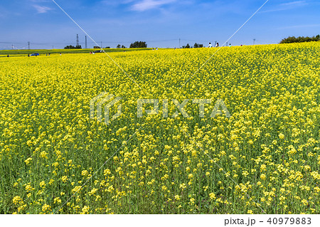 宮城県 三本木ひまわりの丘 菜の花まつり sanbongi canola flower festiv 宮城県 三本木ひまわりの丘 菜の花まつり sanbongi canola flower festiv 40979883