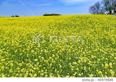宮城県 三本木ひまわりの丘 菜の花まつり sanbongi canola flower festiv 40979886