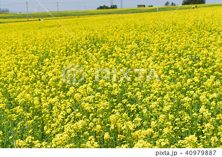 宮城県 三本木ひまわりの丘 菜の花まつり sanbongi canola flower festiv 40979887