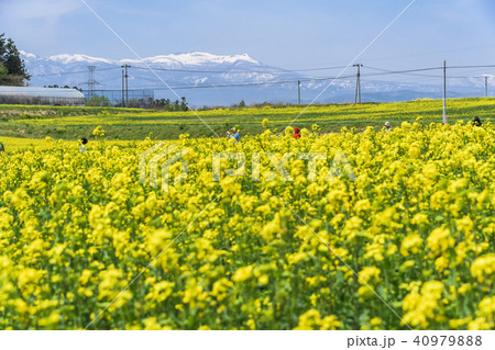 宮城県 三本木ひまわりの丘 菜の花まつり sanbongi canola flower festiv 宮城県 三本木ひまわりの丘 菜の花まつり sanbongi canola flower festiv 40979888