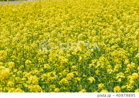 宮城県 三本木ひまわりの丘 菜の花まつり sanbongi canola flower festiv 宮城県 三本木ひまわりの丘 菜の花まつり sanbongi canola flower festiv 40979895