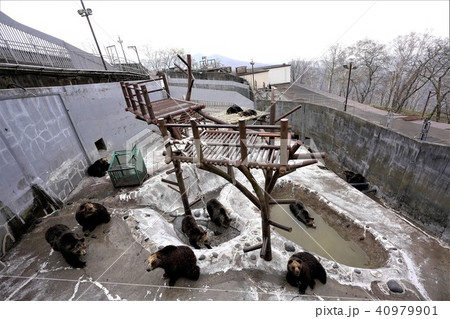 のぼりべつクマ牧場 のぼりべつクマ牧場 40979901