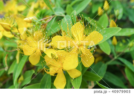 ビヨウヤナギの花 ビヨウヤナギの花 40979903