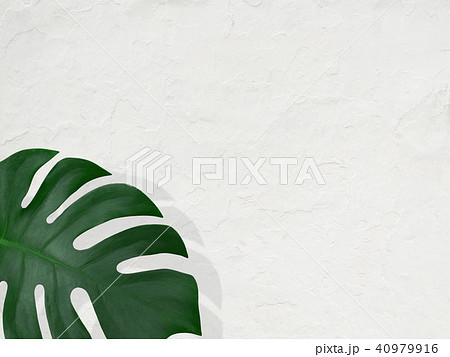 背景-植物-白壁 背景-植物-白壁 40979916