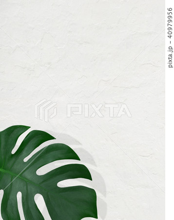 背景-植物-白壁 背景-植物-白壁 40979956