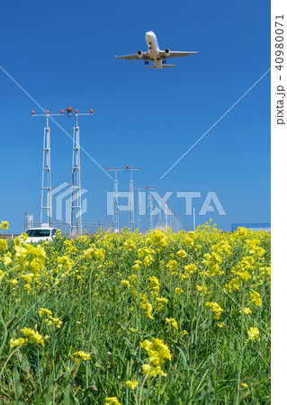 仙台空港 北釜地区 菜の花畑 sendai airport canola flower field 仙台空港 北釜地区 菜の花畑 sendai airport canola flower field 40980071